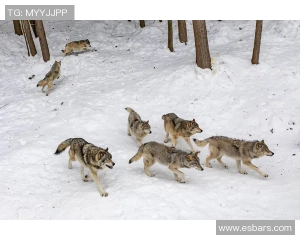 图兵工厂与狼的较量探秘:科技与野性的对决之路 图兵工厂与狼的较量探秘:科技与野性的对决之路