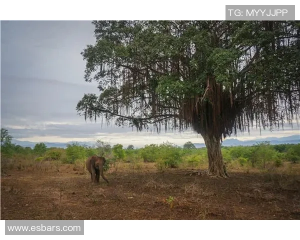 曼联对阵伯顿直播信息及观看方式详解 曼联对阵伯顿直播信息及观看方式详解